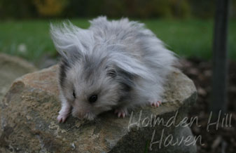 Gunner- Dark Grey Umbrous Longhaired Male Syrian Hamster